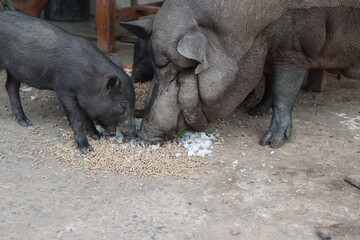 Piglet and mother pig eating food on the floor