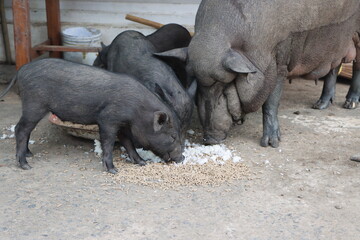 Piglet and mother pig eating food on the floor