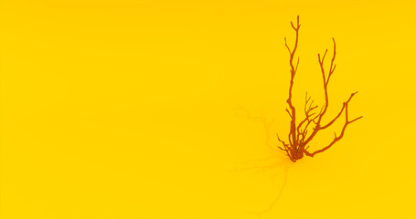 Dry branches on the yellow background
