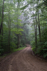 Dirt Road in Foggy Forest