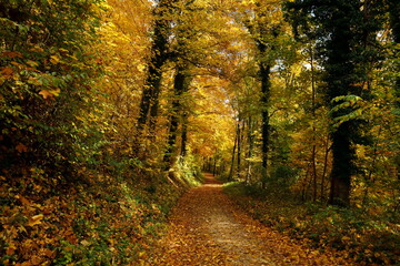 forest of bad urach in autumn  Bad Urach, Germany