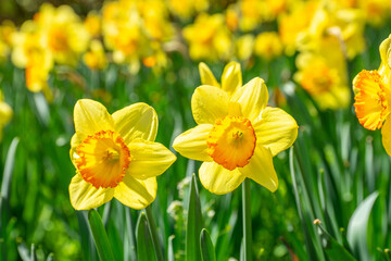 満開の水仙が咲く公園
