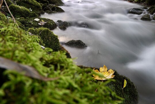 Herbstblatt an Waldbach