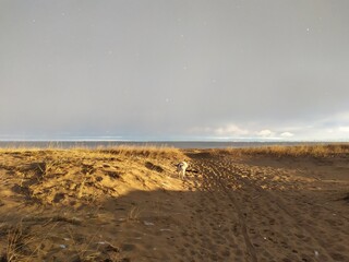 Obraz premium dog on the beach