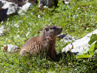 Alpine marmot (Marmota marmota) in high mountains in Bavaria, Germany