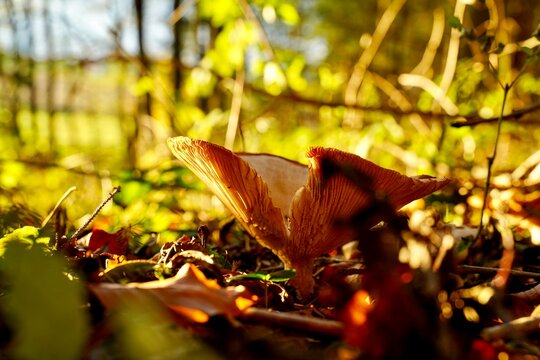 Pilz im Herbst