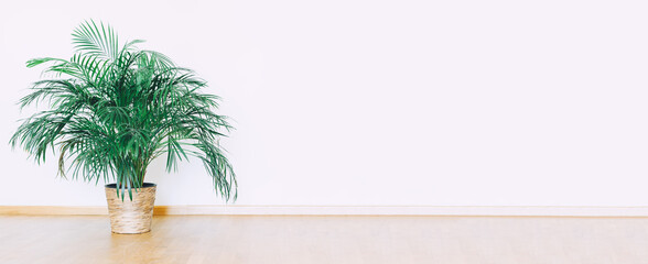 Indoors wall mockup with green potted houseplant