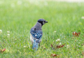 Bluejay Sitting in the Grass