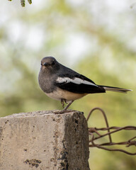 oriental magpie robin 