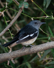 oriental magpie robin on branch