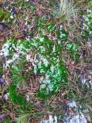 moss in the forest