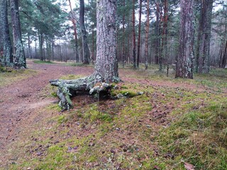 tree in the forest © Татьяна Ратникова