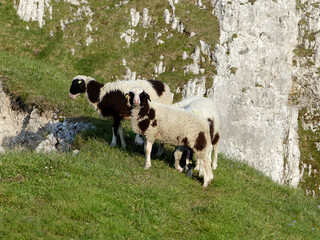 Fototapeta premium Herd of mountain sheep (Ovis aries) in high mountains