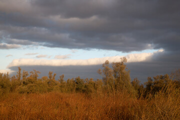 Fototapeta premium Reed field lit by red light of rising sun