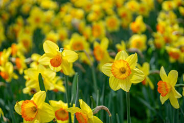 Obraz premium 満開の水仙が咲く公園