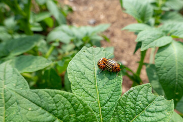 Colorado Potato Beetles on Some Potato Leaves