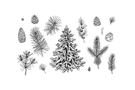 Set of Christmas design elements: fir tree, spruce branches, cones.  Design elements for Christmas cards, invitations, decorations. Vector illustration in sketch style