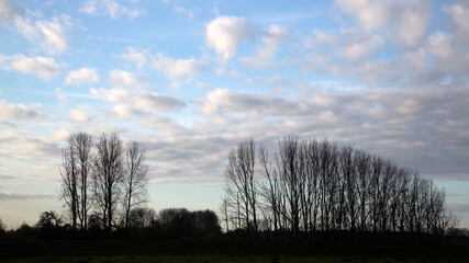 Silhouetted bare poplars on sky with light clouds