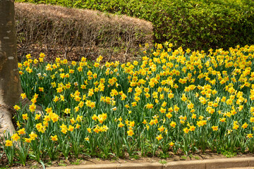 満開の水仙が咲く公園