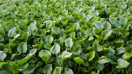 Fototapeta premium Water hyacinth floating on the lake.