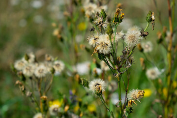 Natural background. Early autumn. Withered wildflowers