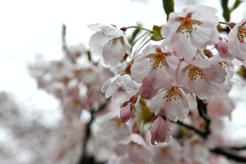 White and pink cherry blossom in the rain close up