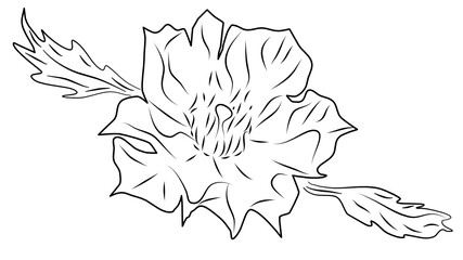 Beautiful Cactus Succulent Flower Rose Blossom with Leaves Line Art Sketch Drawing Isolated