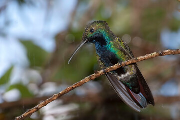 Black-throated Mango, Anthracothorax nigricollis, perched