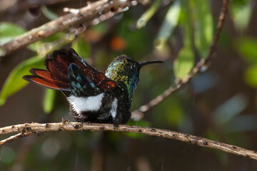 Black-throated Mango, Anthracothorax nigricollis, on perch