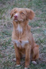 portrait of a dachshund