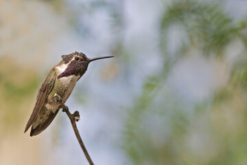 Male Anna's Hummingbird, Calypte anna, perched