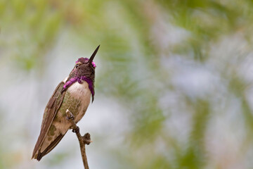 Male Anna's Hummingbird, Calypte anna, on perch