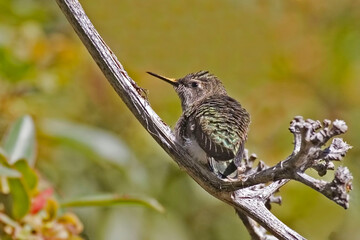 Female Anna's Hummingbird, Calypte anna, perched