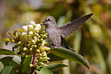 Female Anna's Hummingbird, Calypte anna, at blossom