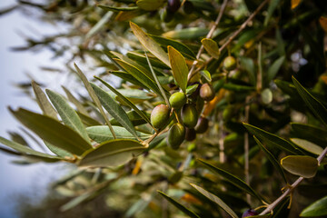 Famous Taggiasca olives from Liguria,  Italy