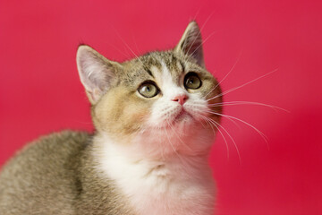 Obraz premium British shorthair cat on a red background with many small lights, creating a beautiful bokeh in the Christmas concept.