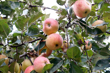Ripe fruit on an Apple tree