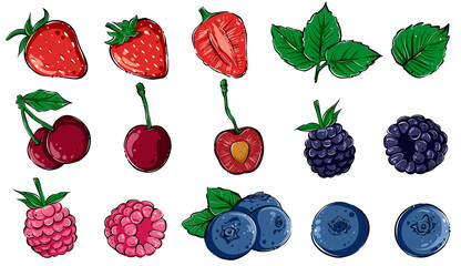 Set of various berries, hand drawn vector, color