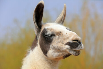 Obraz premium Close up of camel head, China