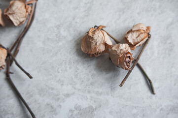 withered roses on a light background. Dried roses in a pink glass