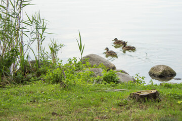Rodzina ptaków gęsi nad jeziorem Gopłem w Kruszwicy w Polsce w wakacje