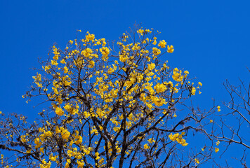 Golden trumpet tree or Yellow ipe tree (Handroanthus chrysotrichus), Tiradentes, Brazil