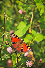 butterfly on flower