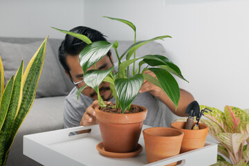 A man is caring for philodendron dragon tail, and breeding plants indoor.