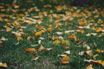 Fallen yellow leaves on green grass. Autumn in the city.