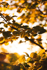 Blätter in der Abendsonne mit Gegenlicht - 395031926