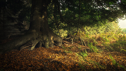 autumn forest in the forest