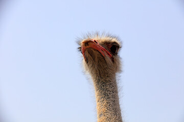 Close up of ostrich head, China