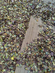 Tiny fallen leaves over wooden plank. Colorful dry foliage. Autumnal background.
