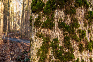 An old tree overgrown with moss, in the background a park path